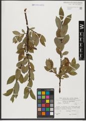 Foto von Salix hastata L.